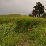 Vento di primavera