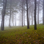 Nebbia nel bosco